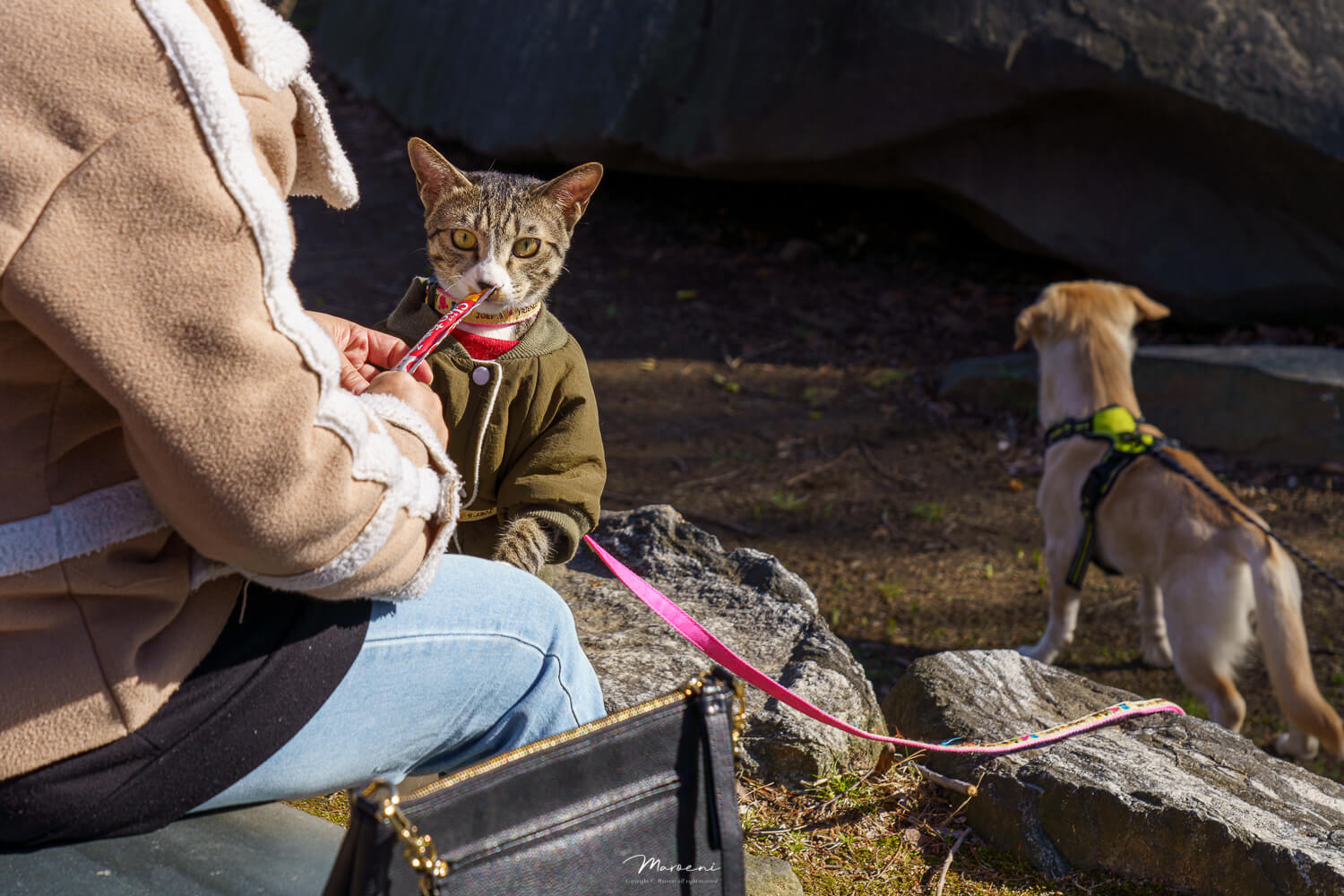 중앙공원 애견운동장