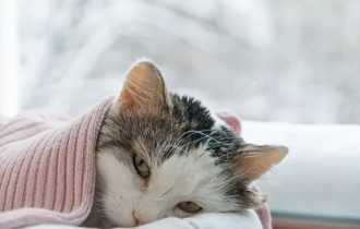 고양이 감기/출처:어도비스톡