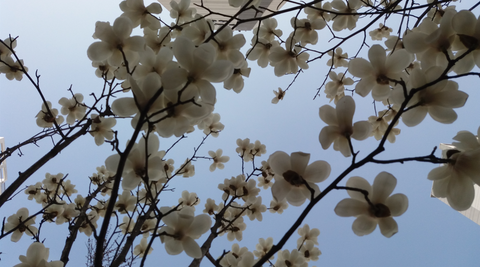 목련꽃 무료 이미지