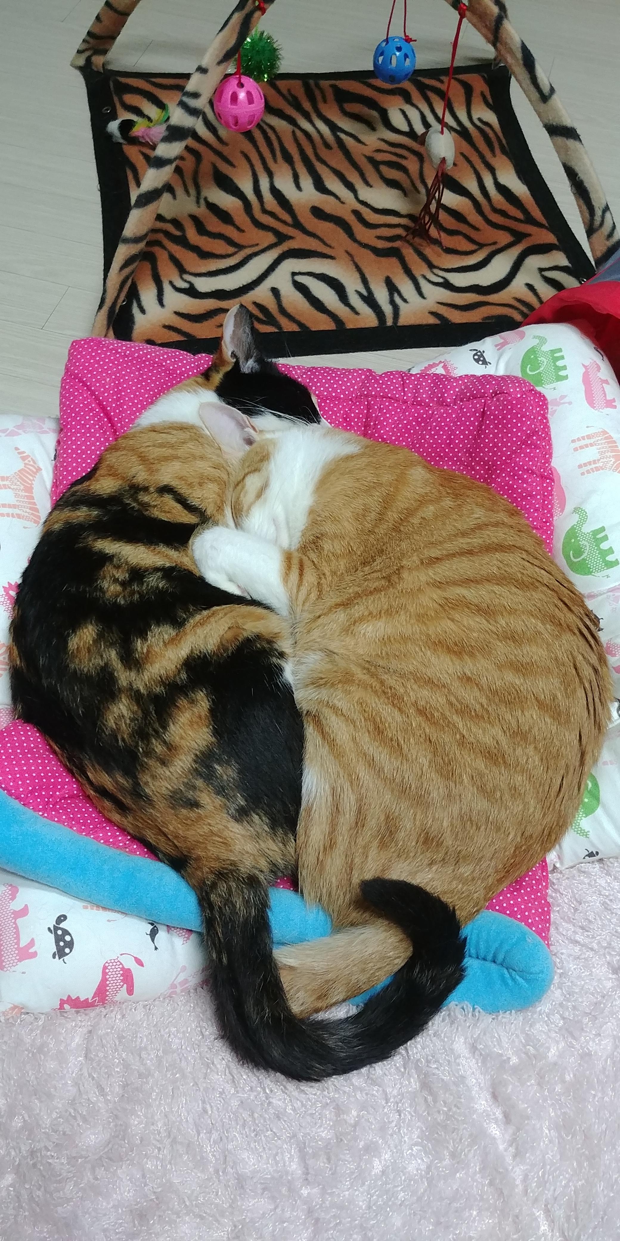 우리집 달달한 고양이 커플. 다다는 호야바라기.