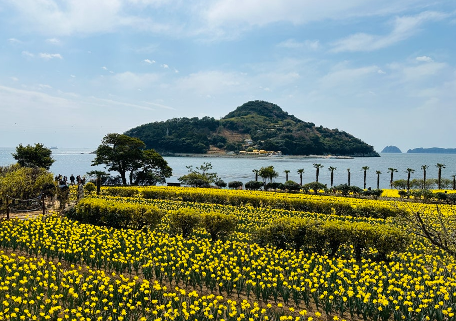 공곶이 수선화1