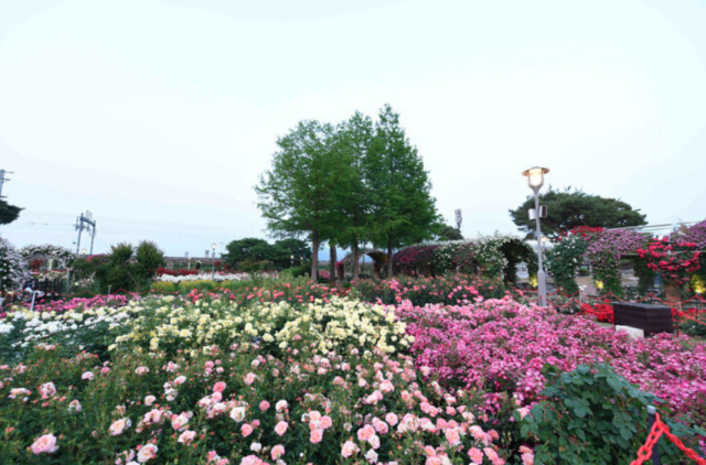 2025 곡성 세계장미축제