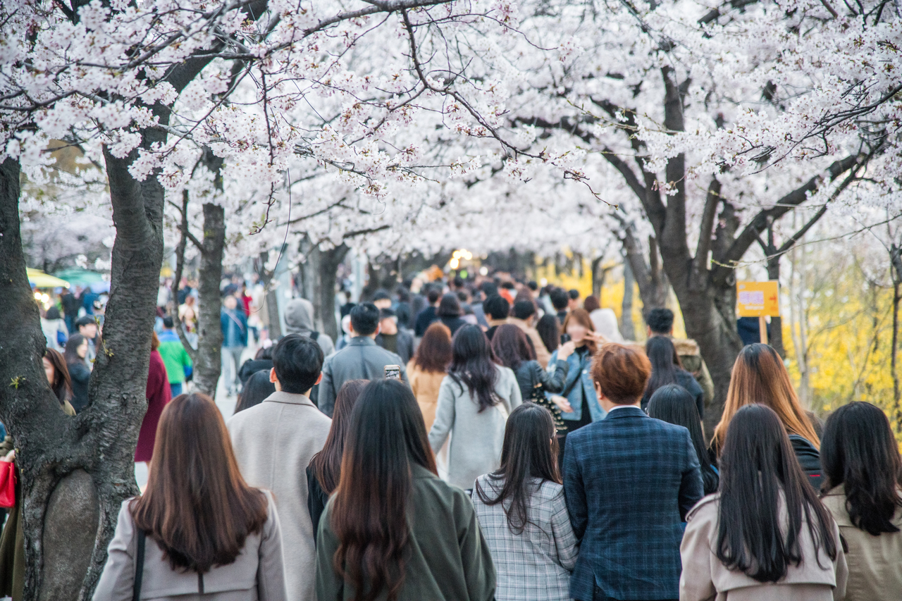 2025년 서울 벚꽃 축제 일정