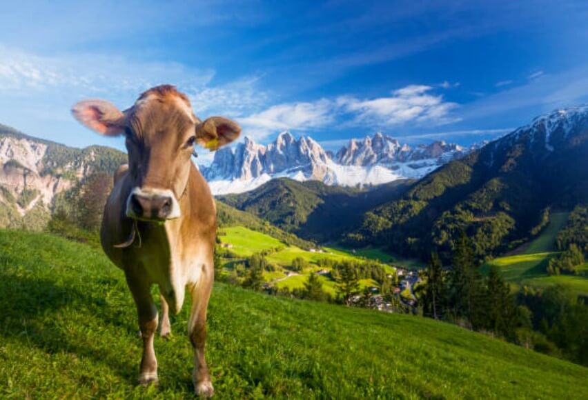 2024년 소띠 운세