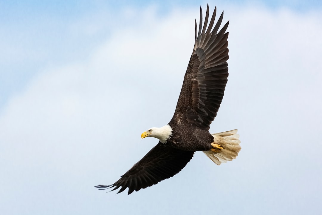 Wing