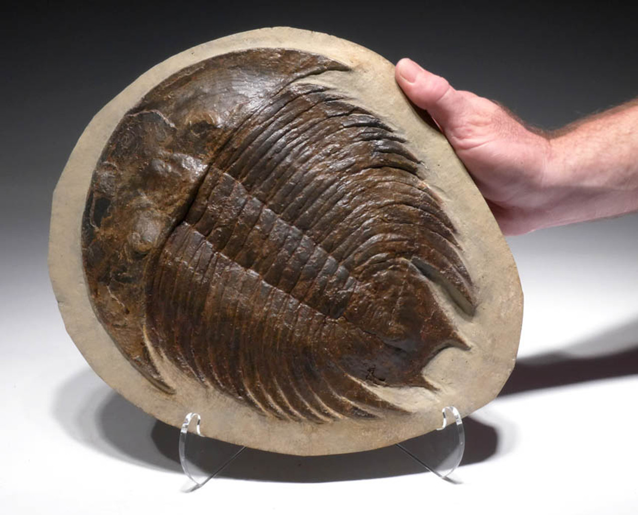 디켈로케팔리나 화석