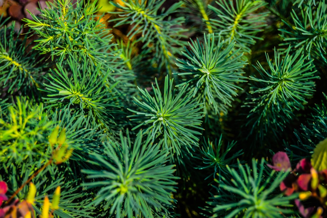 Pine.