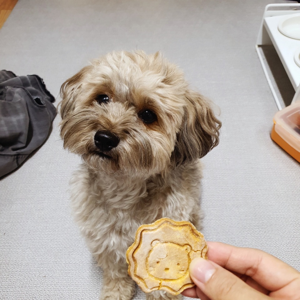 토리와 단호박 쿠키