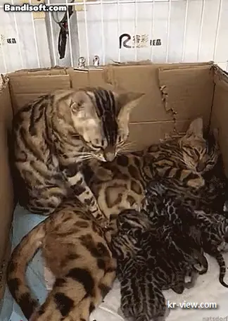 img.webp?credential=yqXZFxpELC7KVnFOS48ylbz2pIh7yKj8&expires=1767193199&allow_ip=&allow_referer=&signature=KrgmpZNQC4TTCO%2B7EJQevayesXY%3D