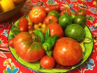 피망 재배 파종 시기 지주 설치 통풍 확보 병해 예방_31