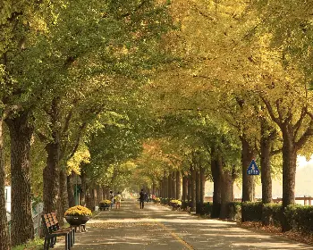 아산 은행나무길_3