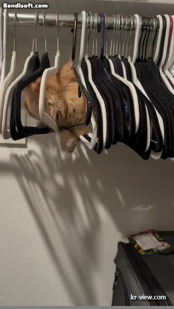 img.webp?credential=yqXZFxpELC7KVnFOS48ylbz2pIh7yKj8&expires=1767193199&allow_ip=&allow_referer=&signature=VCMz%2Bnlhb1u5qrSPZPU91JsP3SU%3D