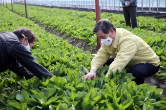 명이나물 재배 서늘한 그늘 물주기 향 유지_8