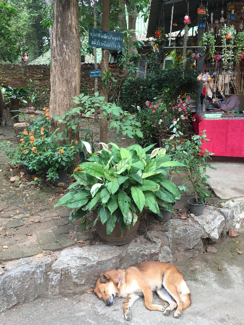 치앙마이 반캉왓 근처 왓우몽 사원에서 느긋하게 낮잠자는 강아지