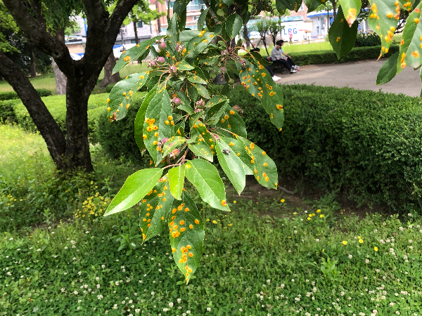 꽃사과나무 붉은별무늬병