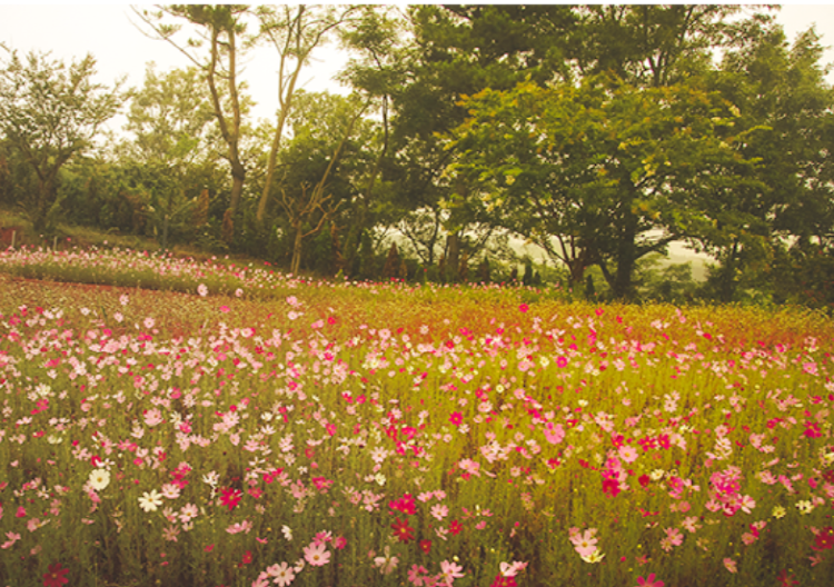 팜카밀레 허브농원