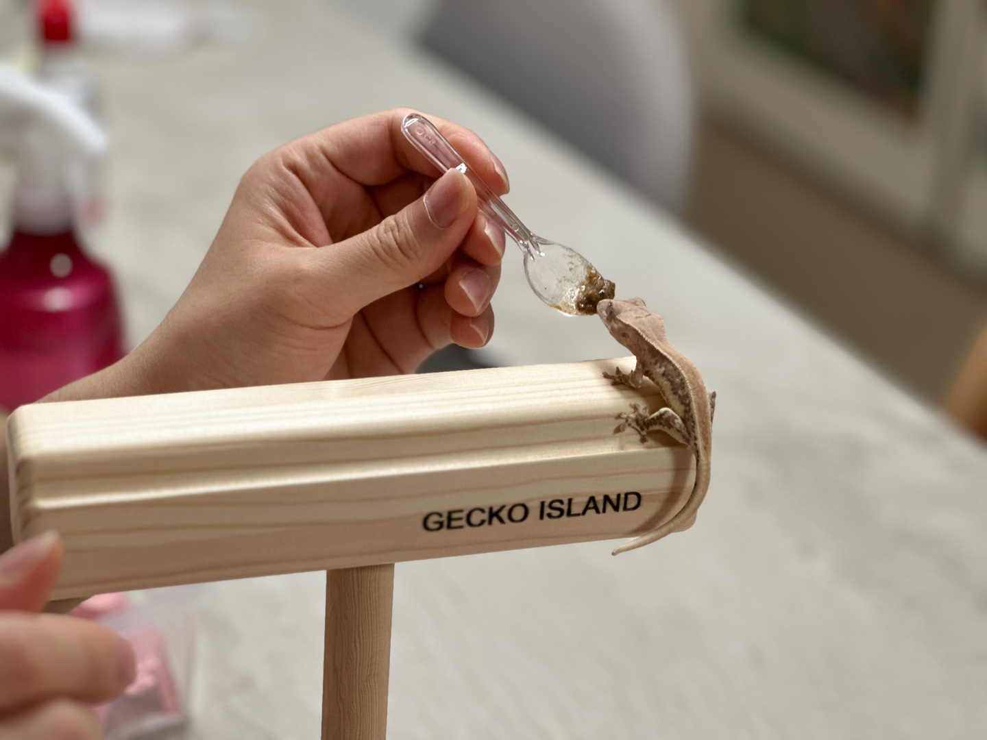 피딩대위에서-식사중인-크레-도마뱀