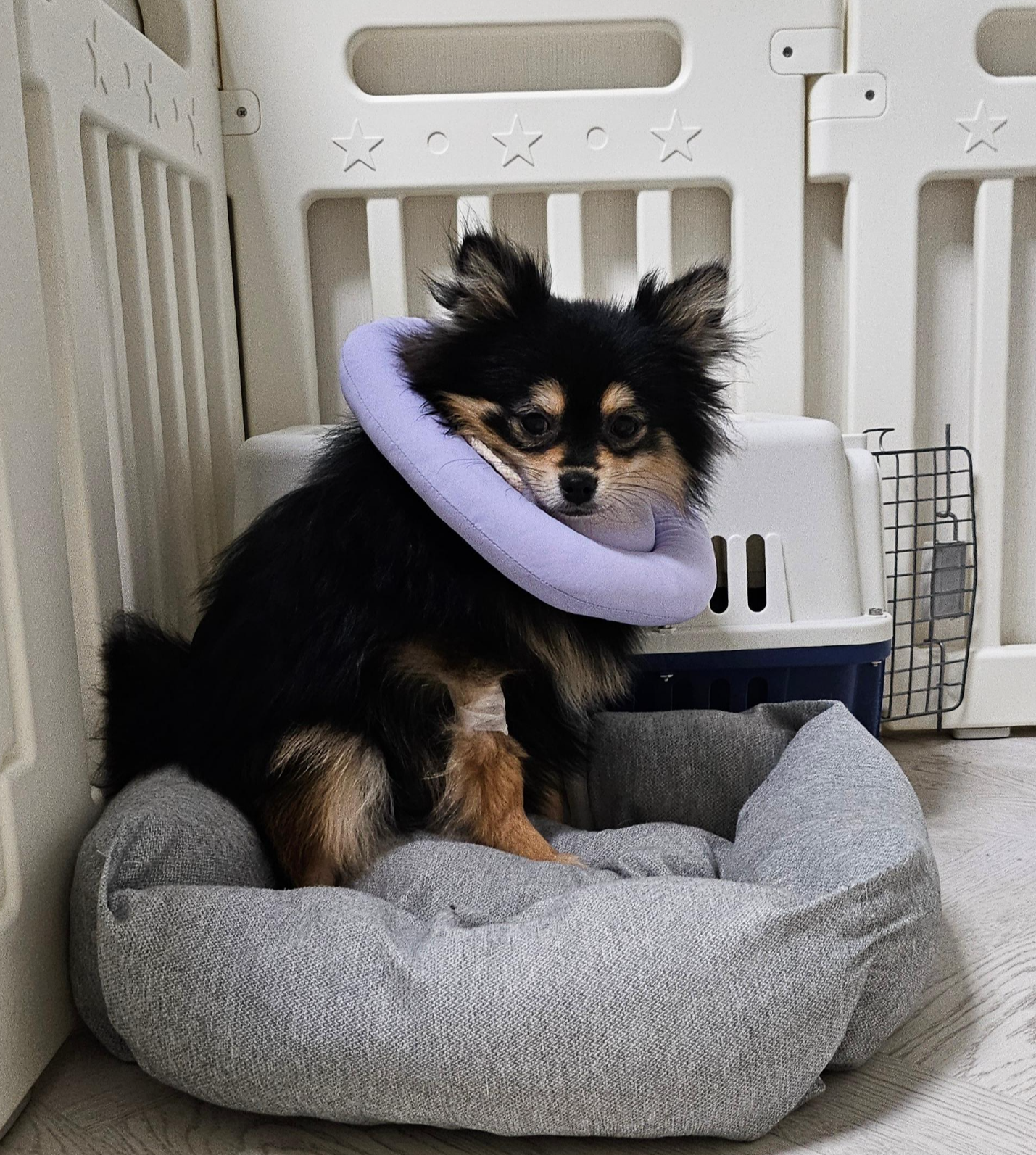 병원에 다녀온 달콩