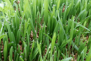 새싹귀리 효능02