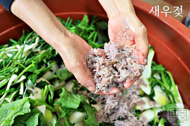 김장김치 군내나는 이유 젖갈 김치군내잡는법