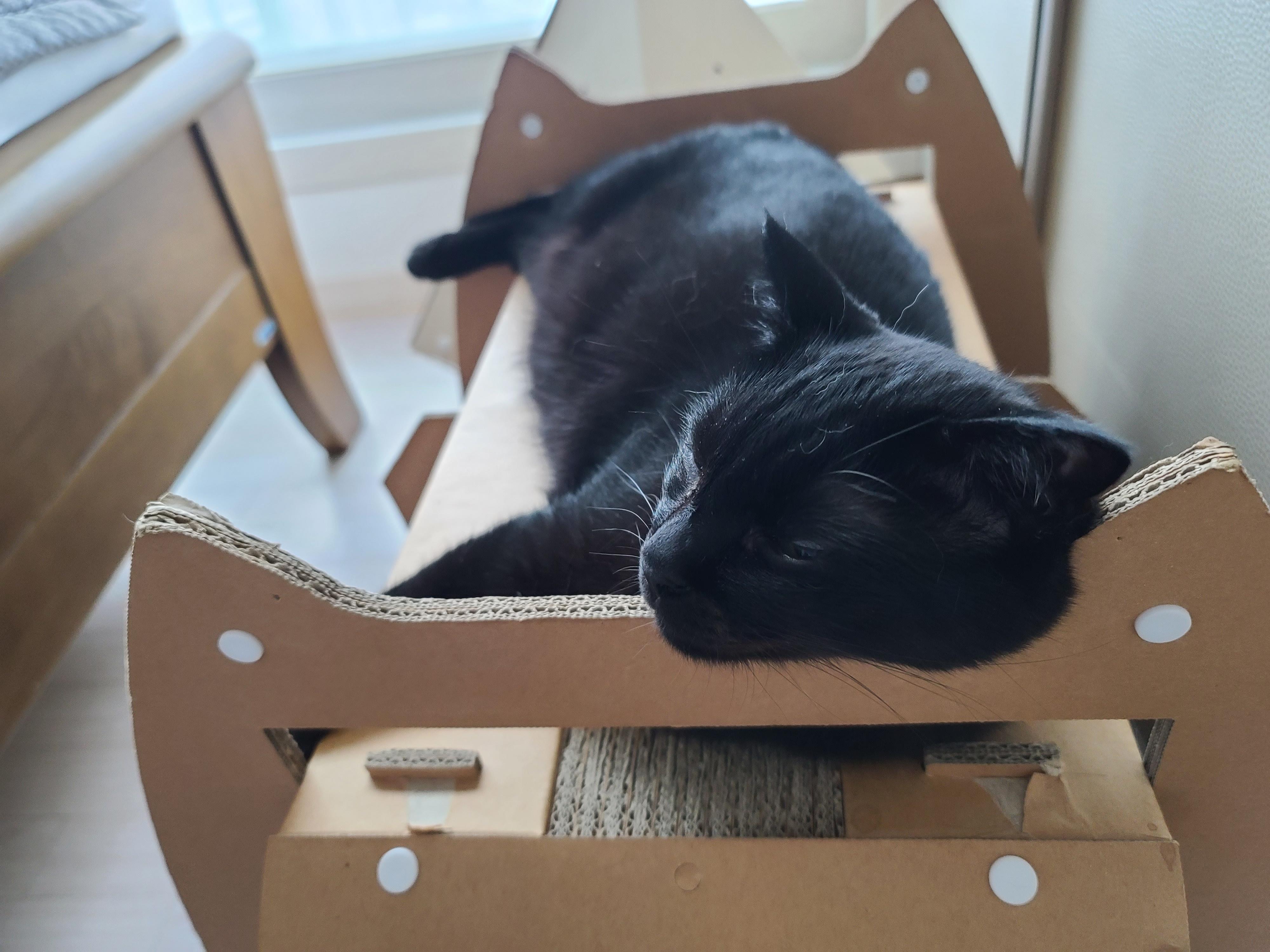 비오는 아침 아홉냥이네 고양이들.