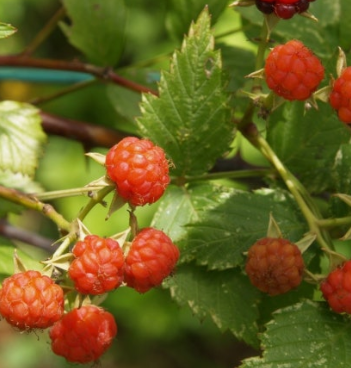 복분자 효능 부작용 고르는법 먹는법