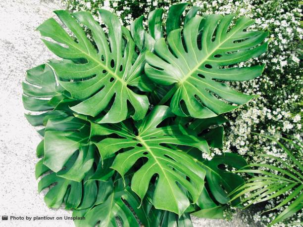 ๐ฟ ์ค๋ด๊ณต๊ธฐ์ ํ ์๋ฌผ TOP 10 & ๊ณผํ์ ๊ทผ๊ฑฐ