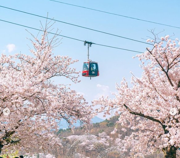 3월 벚꽃 축제