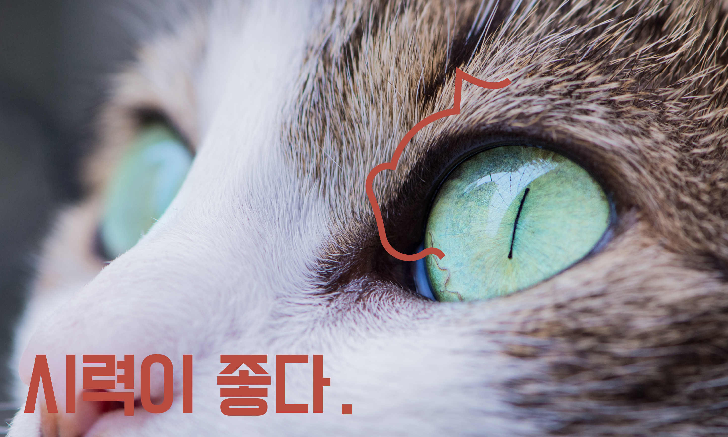 고양이-시력