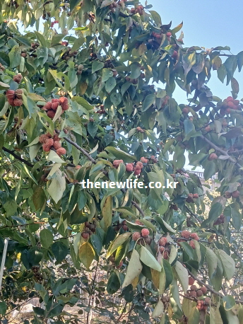 간 회복과 피로 회복 효능에 좋은 성분이 가득한 야생 꾸지뽕 나무와 열매 실사진