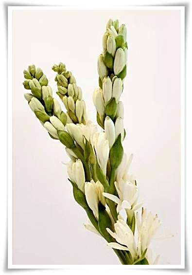 화초 "튜베로즈" 농염과 환락의 꽃내음, 달빛 아래 피어나는 월하향 향기의 마법!