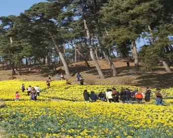 서산 유기방 가옥 수선화 축제_12