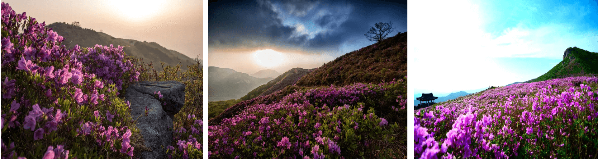황매산철쭉 등산코스