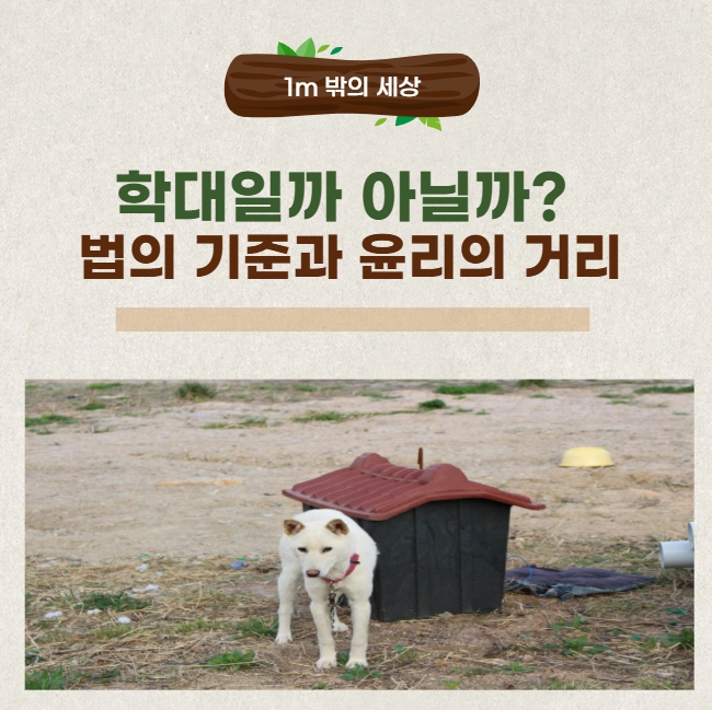 학대일까 아닐까? 동물보호법 기준과 윤리적 시선의 간극