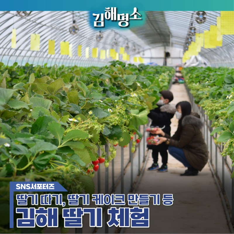 김해 가볼만한곳 - 김해가야딸기테마파크