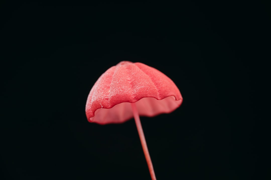 Mushroom