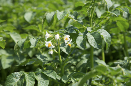 주말농장 인기작물 2위 감자