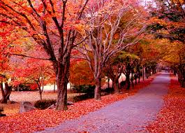 내장산 단풍 절정시기