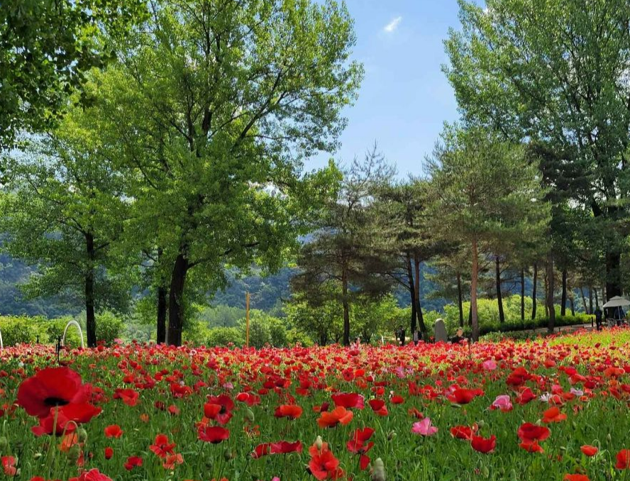 가평 자라섬 꽃 페스타