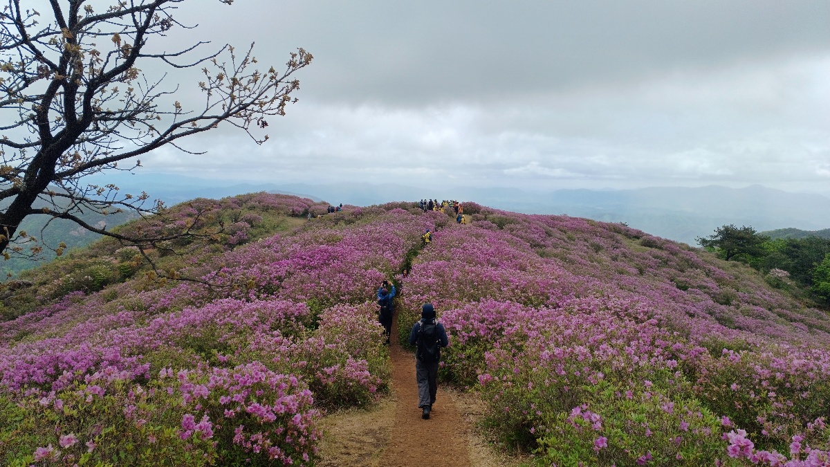 합천 황매산 철쭉7