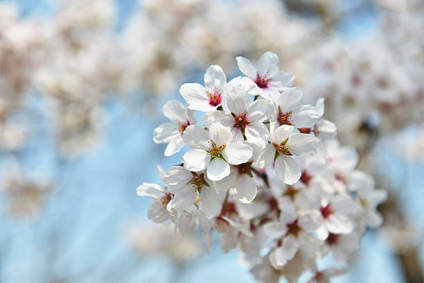 3월 봄꽃 축제 하는곳 봄꽃 여행지