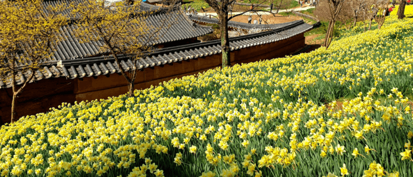 서산 유기방가옥 수선화 축제