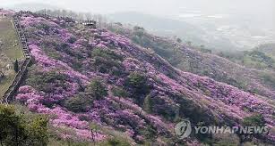 제 26회 천주산 진달래축제 기본일정과 프로그램 소개 류지광 남승민 출연