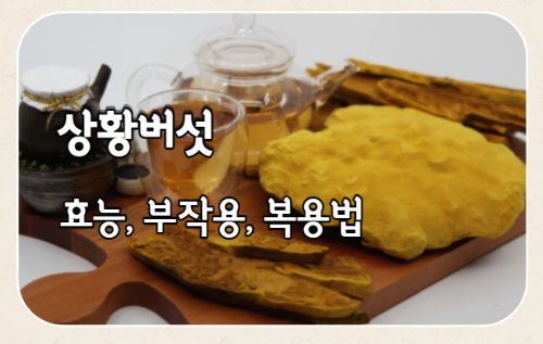 항암에 좋은 '상황버섯' 효능 7가지와 부작용 및 먹는 법