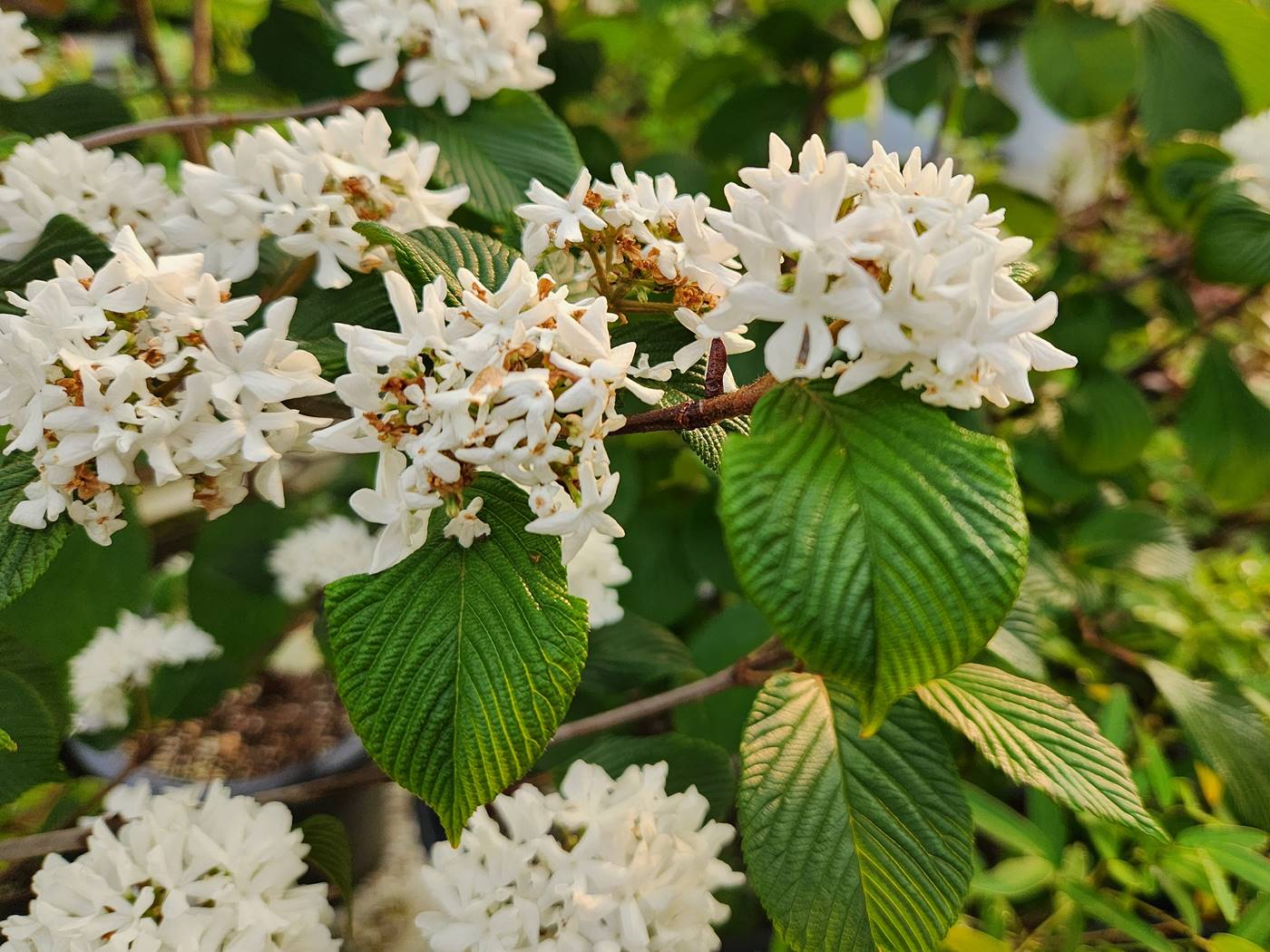 설구화(오데마리)