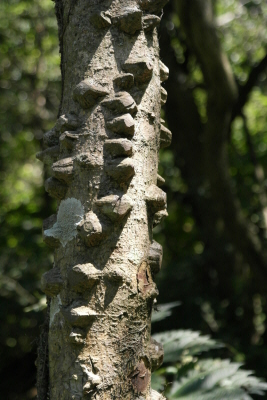 머귀나무 수피2