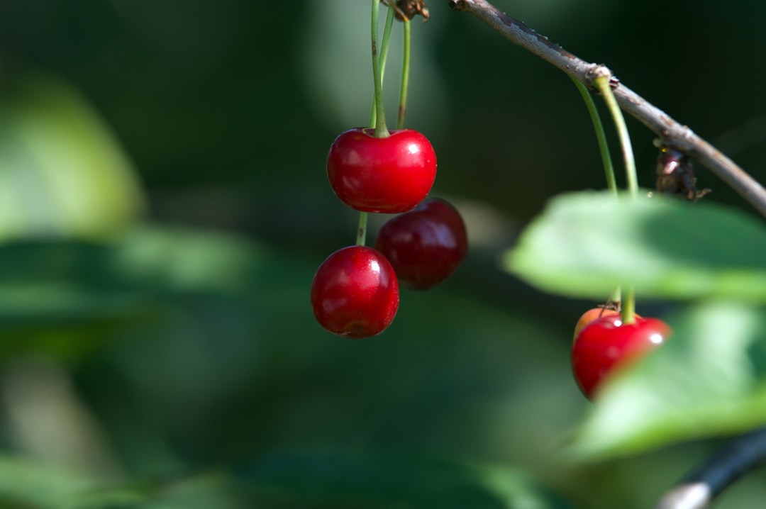 Antioxidant