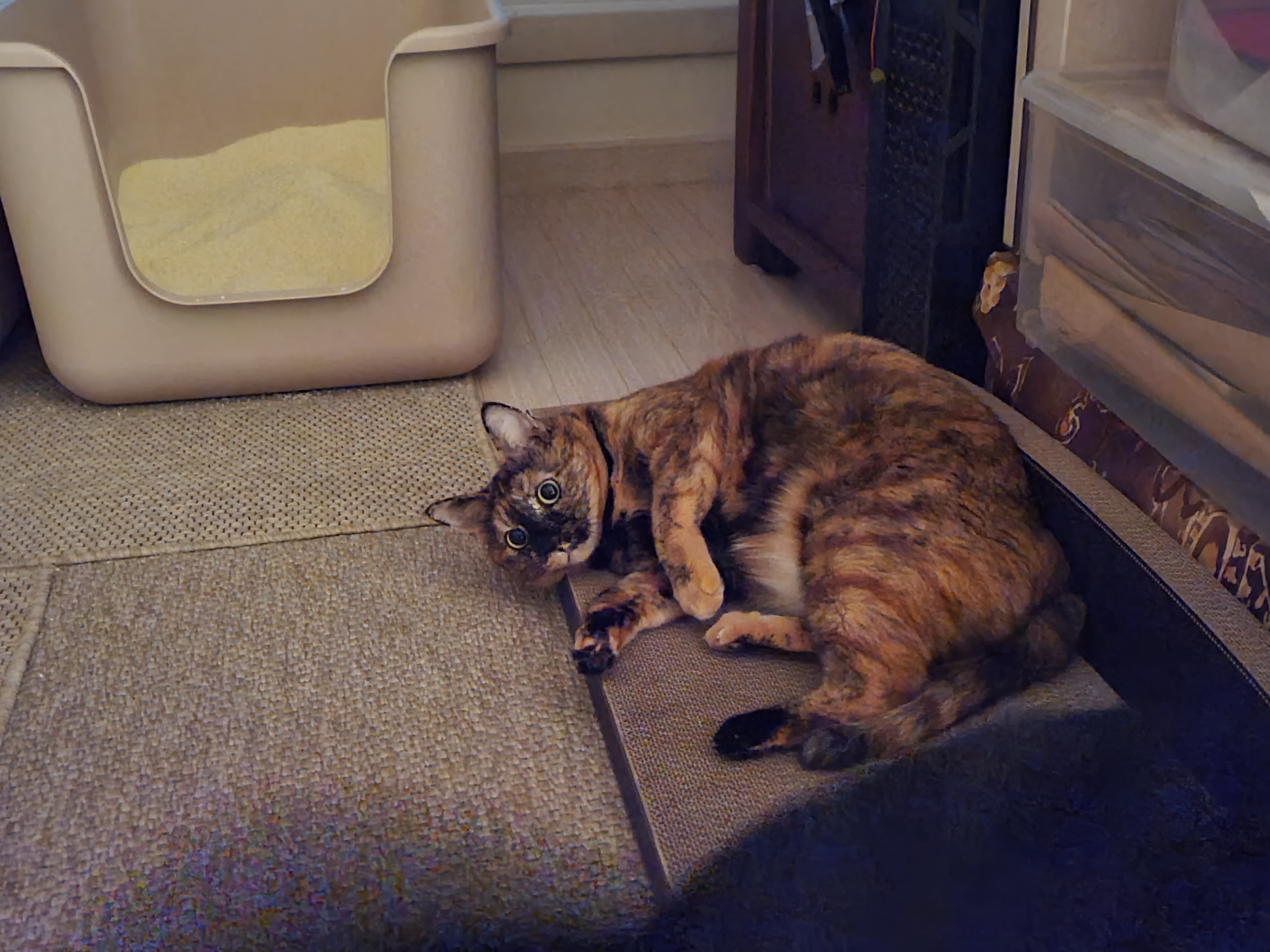 고양이들 스크래쳐를 교체했다.(자동차스크래쳐,침대형스크래쳐)