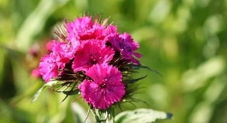 카네이션 꿈해몽 15가지