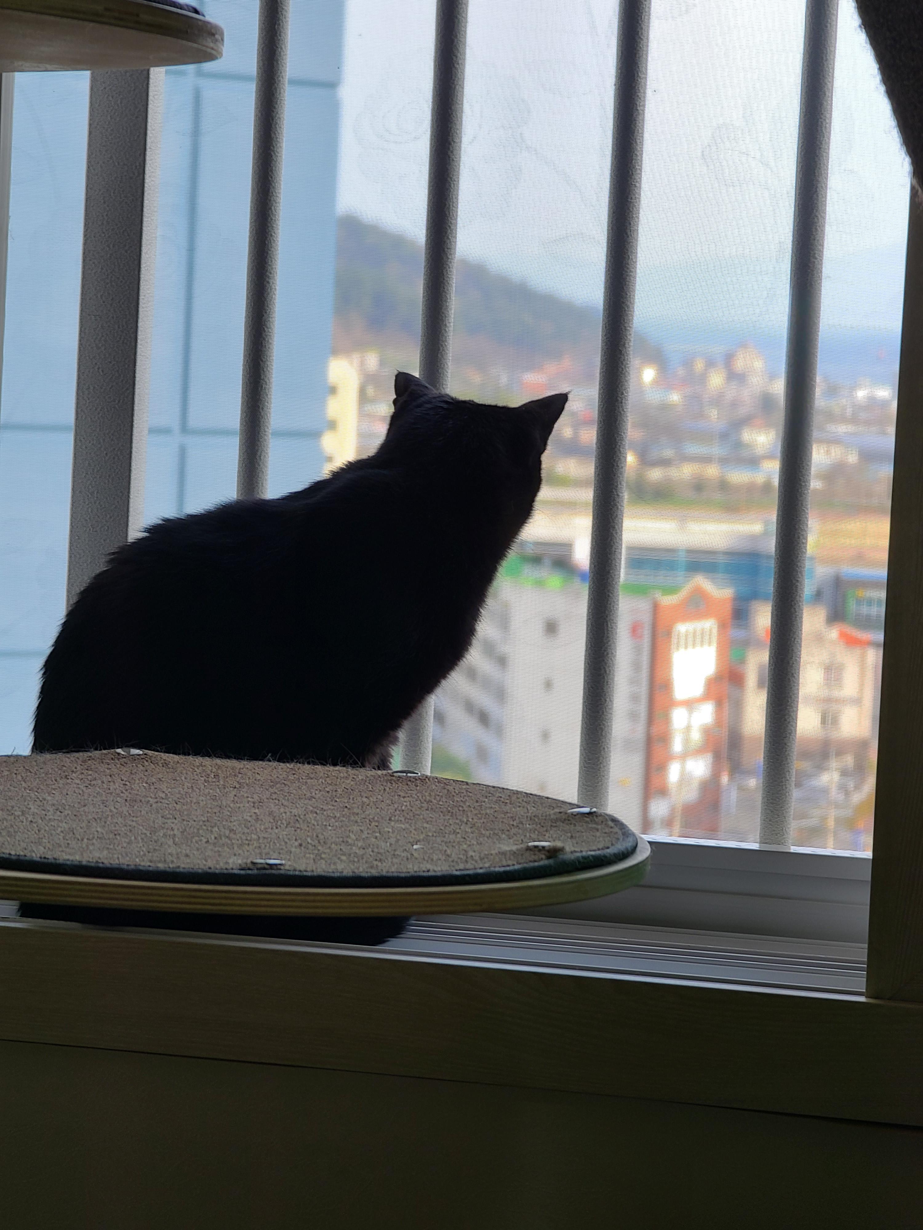 창밖구경을 좋아하는 고양이들의 낙상사고와 가출 예방을 위한 방묘창의 필요성.